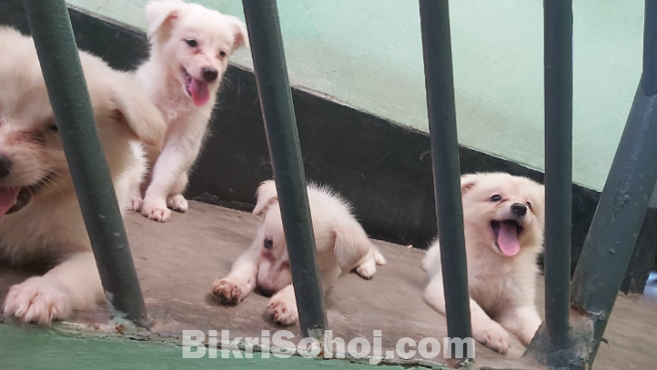 German spitz puppy dog